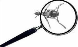 4 Life Hacks to Get Rid of Termite Pests at Ease 