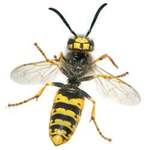 Doctor Green Pest Control